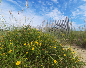 Beach Flowers and Sand Fence