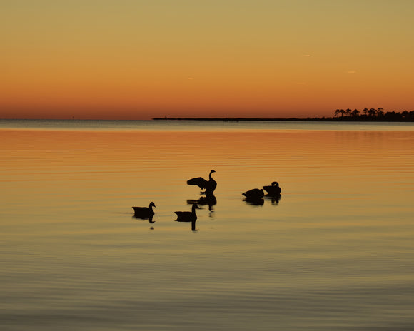 Golden Geese Sunset