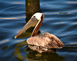 Pelican Swimming on Silver Lake Ocracoke Island