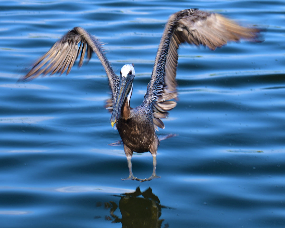 Pelican Landing on Silver Lake Ocracoke Borders Beach Shop