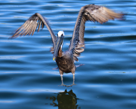 Pelican Landing on Silver Lake Ocracoke
