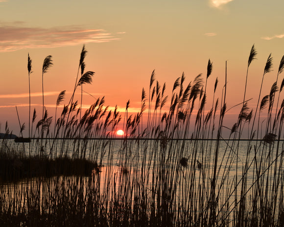 Sunset through the Marsh