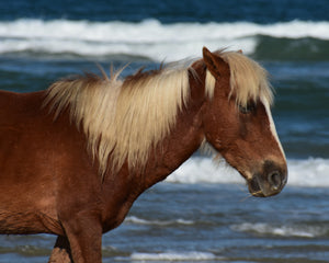 Wild Horse and Waves