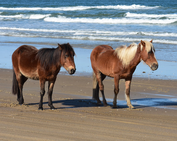 Wild Horses Beach Walk