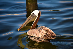 Pelican Swimming on Silver Lake