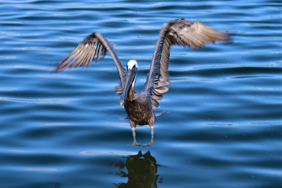 Pelican Landing on Silver Lake Ocracoke Island