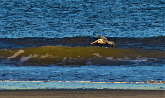 Pelican over Wave